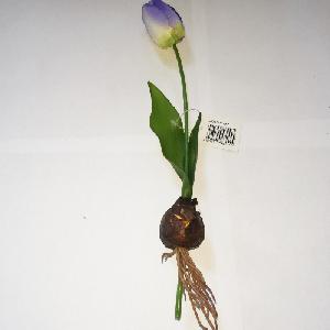 Hagymás művirág tulipán 20cm